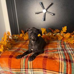 Boy 4 - Brindle male Boxer puppy in Prestonsburg, Kentucky from Diamond Standard Boxers