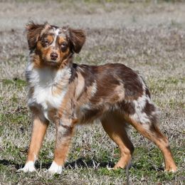 Clancy - Toy Australian Shepherd