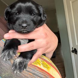 Volcom - male Sporty Mix puppy in Richland, Michigan from Seay's Sporty Mixes