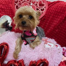 Tucker - Morkie