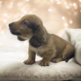 Cream sable male - Sable male Dachshund puppy in Glen St Mary, Florida from Little Pawz, LLC