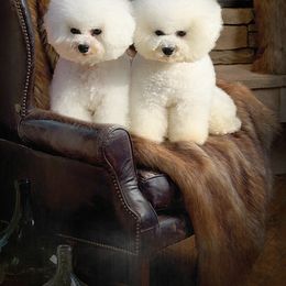 Bichon Frise All Grown Up from Laura Magpali