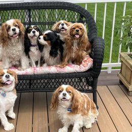 Cavalier King Charles Spaniels from NJ Cavalier King Charles Breeder