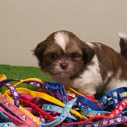 Boy two - Tricolor male Shih Tzu puppy in New Bern, North Carolina from Kuddly Creatures