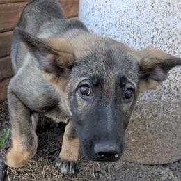 Odom's July Fireworks - Sable female German Shepherd puppy in Springtown, Texas from Odom's German Shepherds