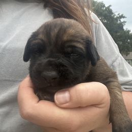 Boy 3 - Apricot male Mastiff puppy in Wewoka, Oklahoma from P Diamond Mastiffs