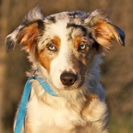 Miniature Australian Shepherds from Scogins Mini Aussies