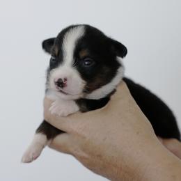 Chai - Black tri female Miniature Australian Shepherd puppy in White Oak, Texas from Triple Lake Ranch Miniature Australian Shepherds