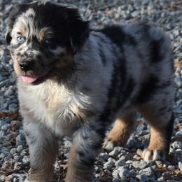 CREED - Blue merle male Australian Shepherd puppy in Nowata, Oklahoma from 4Feathers