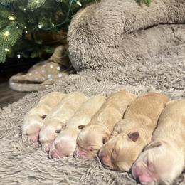 Girl 1 - Golden female Golden Retriever puppy in North Pole, Alaska from Mulberry Retrievers