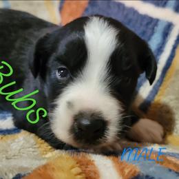 Bulbasaur(Bubs) - Black tri-color male Australian Shepherd puppy in Fort Cobb, Oklahoma from White Run Ranch