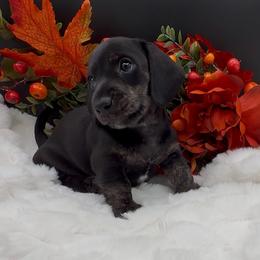 Charlie Pepper - Black and cream female Dachshund puppy in Woodland, California from Long Little Doggies