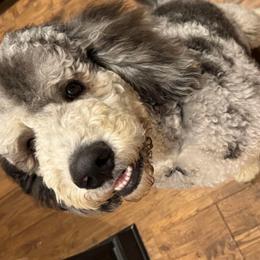 Murray - Blue merle Bernedoodle puppy in Knoxville, Tennessee from Bright Side Doodles