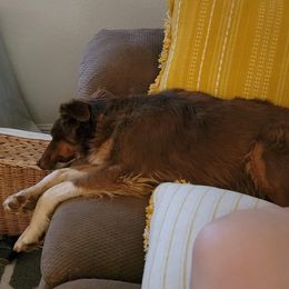 German Shepherd All Grown Up from Freiheit Von Himmel  Shepherds