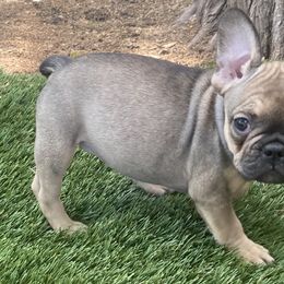 Girl 1 - French Bulldog puppy in Illinois from Muddy River Frenchies