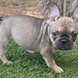 Girl 1 - French Bulldog puppy in Illinois from Muddy River Frenchies