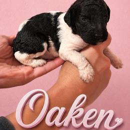 Oaken - Parti female Poodle puppy in Washington, Pennsylvania from Patriotic Poodles
