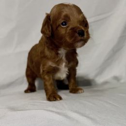 American Bulldog, Aussiedoodle, and Cavapoo Puppies from J&K Kennels
