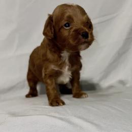 American Bulldog, Aussiedoodle, and Cavapoo Puppies from J&K Kennels