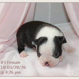Girl 2 - Black and white female Boston Terrier puppy in North Central, Vermont from Windy Valley’s Bostons