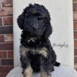 Murphy - Phantom male Bernedoodle puppy in Owasso, Oklahoma from Kallams Bernedoodles & Bernese Mountain Dogs
