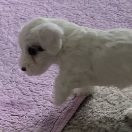 Sealyham Terrier Puppies from Sun Splashed