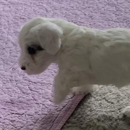 Sealyham Terrier Puppies from Sun Splashed