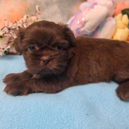 Girl 1 - Chocolate female Shih Tzu puppy in Green Bay, Wisconsin from Kim's Shih Tzus
