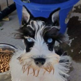 chief - Miniature Schnauzer