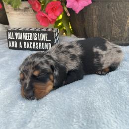 Dachshund Puppies from Skyview Doxie Ranch