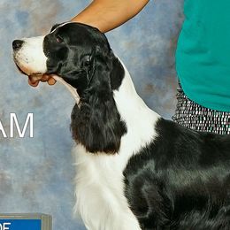 English Springer Spaniels from Unforgettable