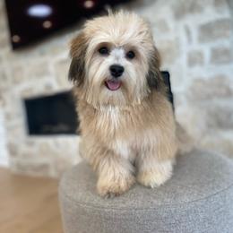 Zoey - Havanese