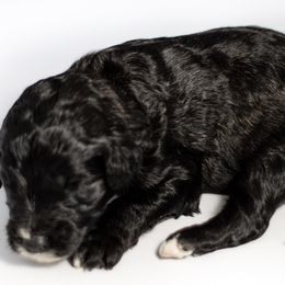 Scrappy - Black and white Sheepadoodle puppy in Houston, Texas from Texas Castle Doodles