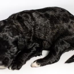 Scrappy - Black and white Sheepadoodle puppy in Houston, Texas from Texas Castle Doodles