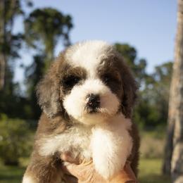 American Bully, Bernedoodle, Poodle, Sheepadoodle, and Whoodle Puppies from Wonderland’s Boujie Kennels