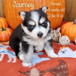 Journey - Black and white female Pomsky puppy in Denham Springs, Louisiana from Bayouland Pomskies