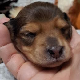 Boy 3 - Cream male Dachshund puppy in Franklin, Georgia from Lakeside Kennels of Franklin