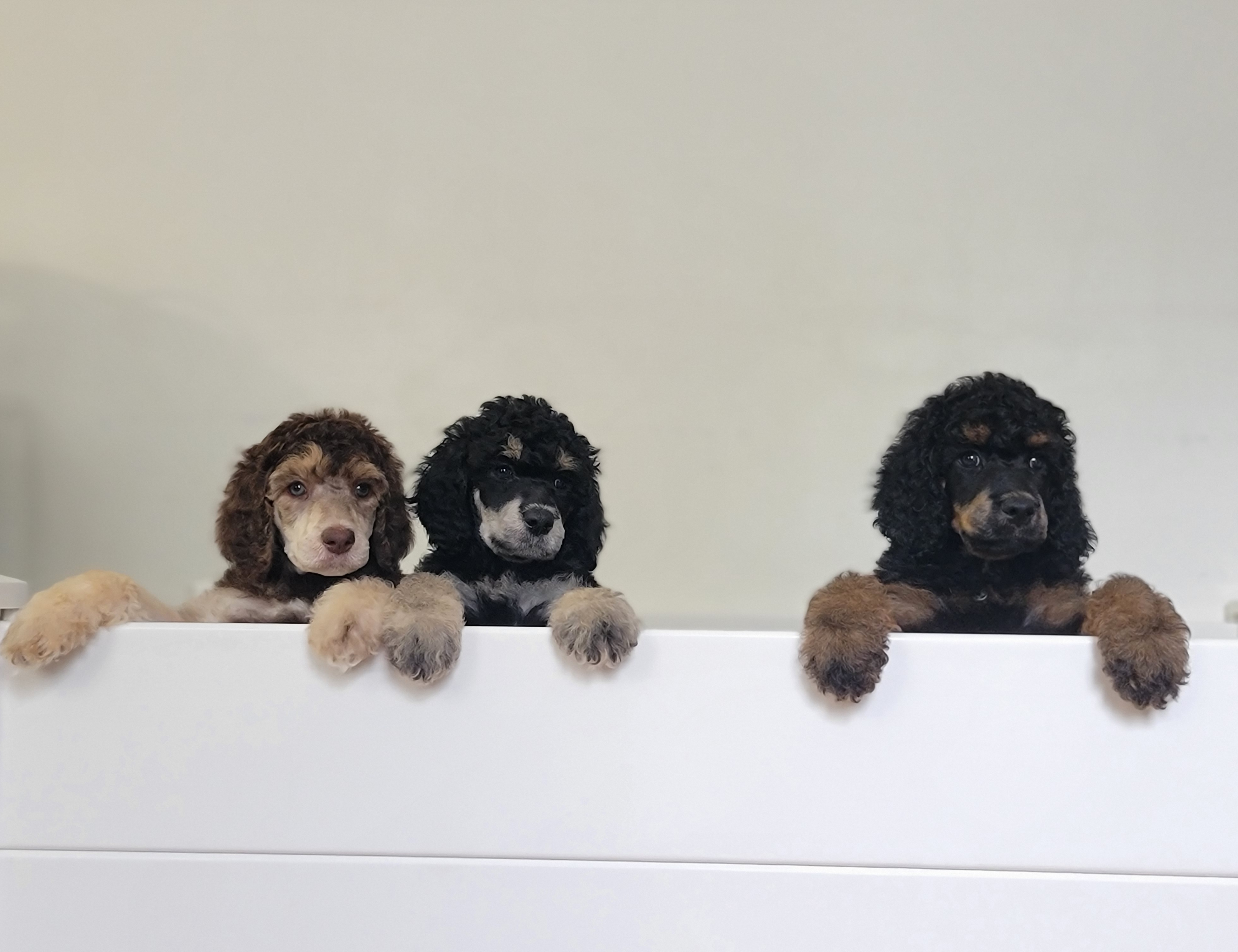 Poodle puppies from Valley Phantom Standard Poodles