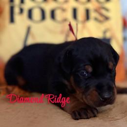 Red collar - Black and rust male Doberman Pinscher puppy in Winamac, Indiana from DIAMOND RIDGE DOBERMANS