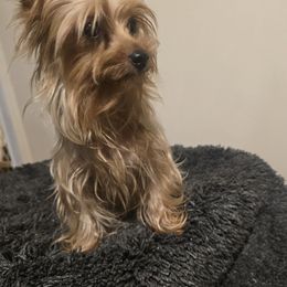 Hera - Yorkshire Terrier
