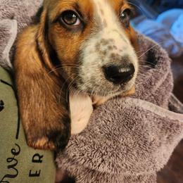 Fillmore - Black white and tan male Basset Hound puppy in Mill Springs, North Carolina from Mountain View Basset Hounds
