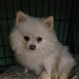 Coco - Pomeranian