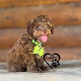Titan (brown sable) - Sable male Poodle puppy in Nashville, Arkansas from Cuddles n Curls