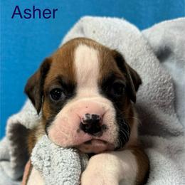 Asher - Fawn male Boxer puppy in Elyria, Ohio from Just-A-Wyn Boxers