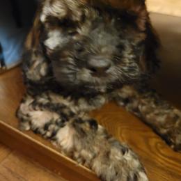 Cockapoo Puppies from Cano Cockapoos