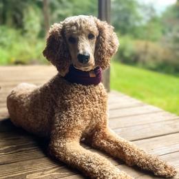 Cosmo - Poodle