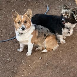 Billie - American Corgi