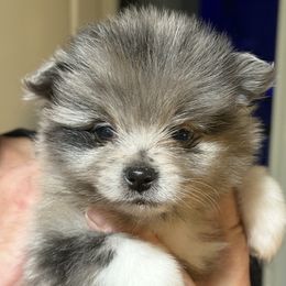 Elton - Blue merle male Pomeranian puppy in Jackson, New Jersey from Peapod Pomeranians
