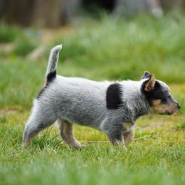 Australian Cattle Dog and Collie Puppies from Blackberry Hills