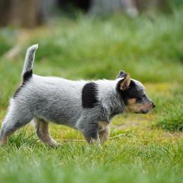 Australian Cattle Dog and Collie Puppies from Blackberry Hills